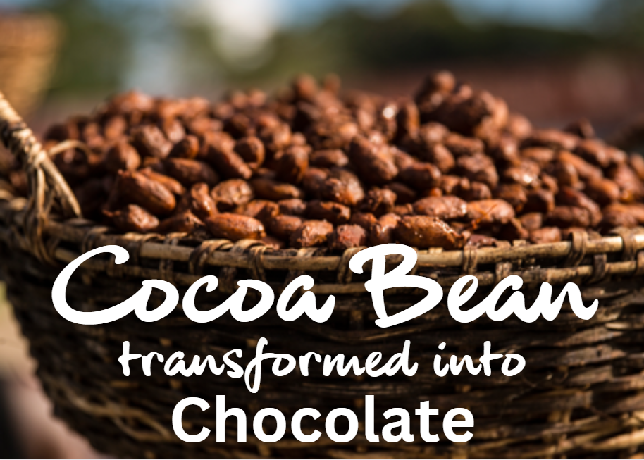 Cocoa bean transformed into chocolate