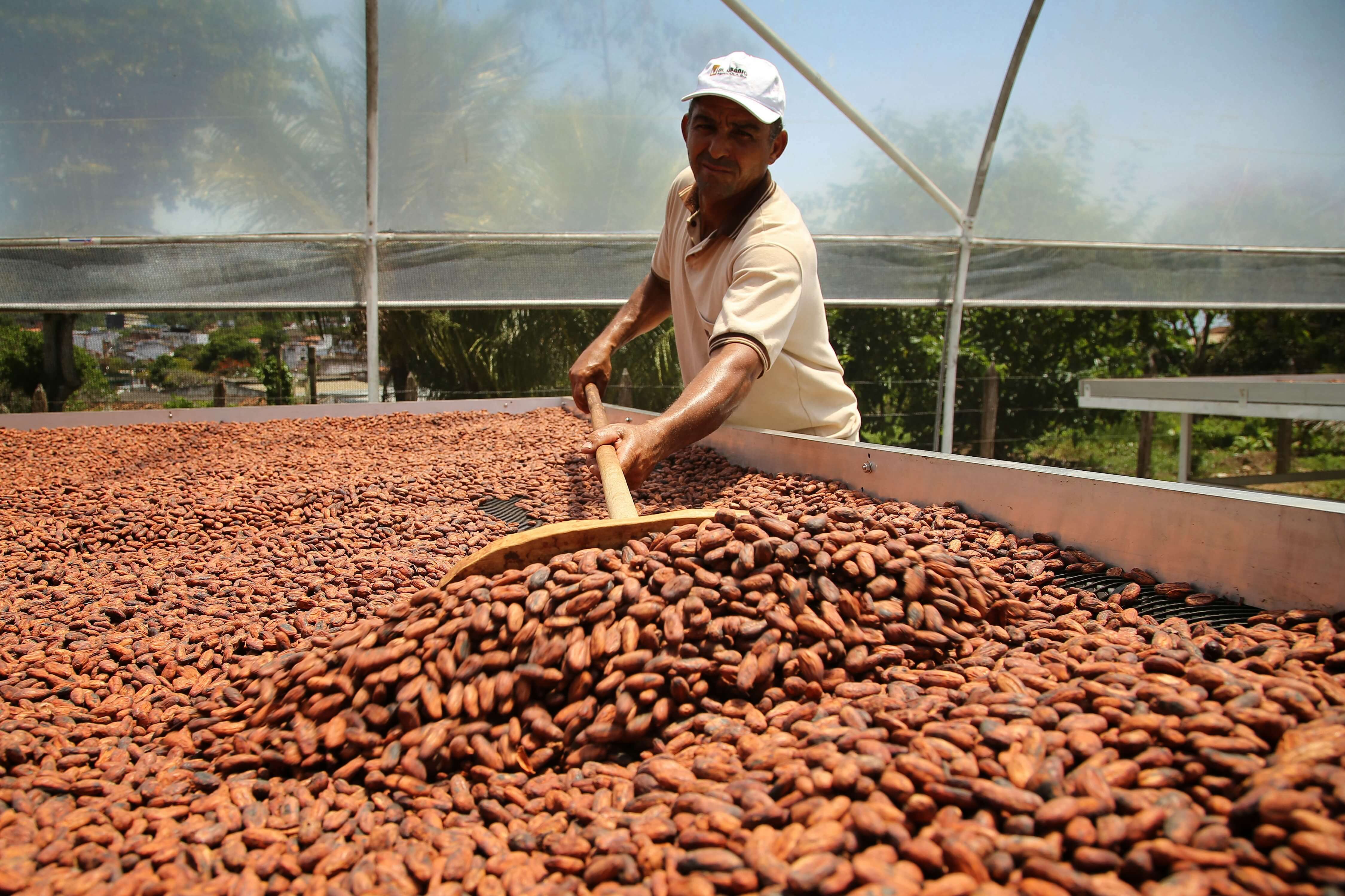 Challenges in the Cocoa Industry